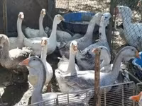 Geese — fotografija 3