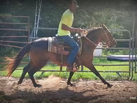 Kobila, Standardbred — fotografija 5