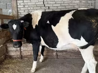 Vaca, Raça Holstein — foto 2