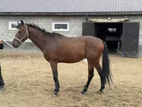 Pastuv, Thoroughbred horse — fotografija 6