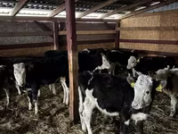 Krava, Simmental cattle — fotografija 3