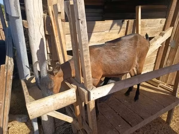 Dişi keçi, Alpine goat