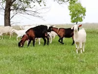 Коза, Saanen goat — фото 4