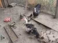 Ducks — fotografija 3