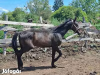 Horse (M), Hungarian horse breed — photo 6