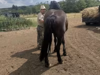 فرس, Međimurje horse — الصورة 5