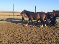 Pastuv, New Altai Horse — fotografija 2