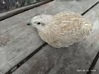 Quails — foto 7
