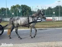Yegua, Caballos — foto 2