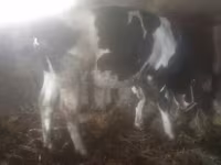 بقرة, الماشية — الصورة 4