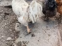 Chickens — الصورة 4