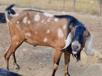 Cabra, Nubian Goat — foto 3