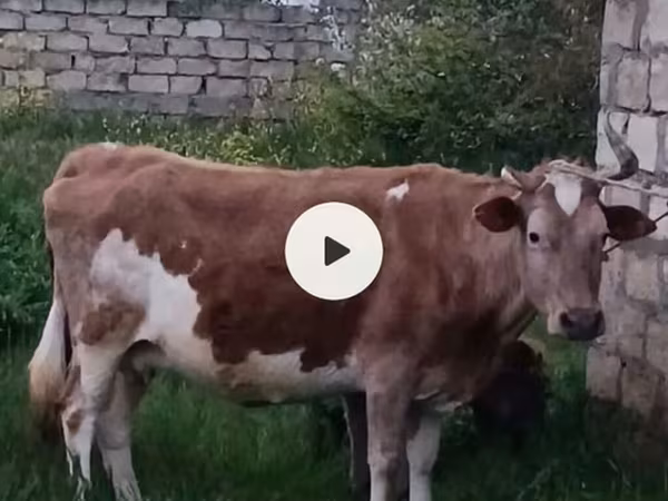 Krava, Azerbejdžanski zebu
