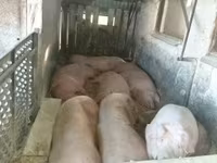 Шошқалар (топ, жынысы көрсетілмеген), Шошқалар — 7-сурет