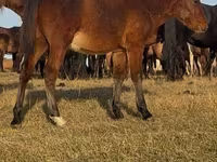 Koń, Mugalzhar horse — zdjęcie 5