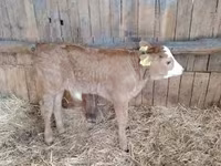 Bulle, Limousin-Kuh — Foto 3