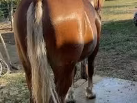 公马, Horses — 照片 2
