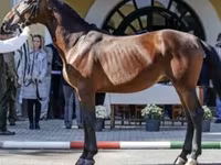 母马, Nonius horse — 照片 8