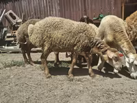 भेड़, भेड़ — फ़ोटो 8