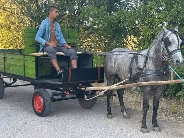 Koń, Konie — Węgry