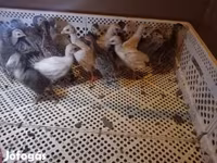 Chickens — Foto 2