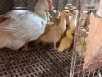 Ducks — Foto 2