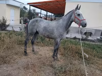 At, Thoroughbred horse — foto 2