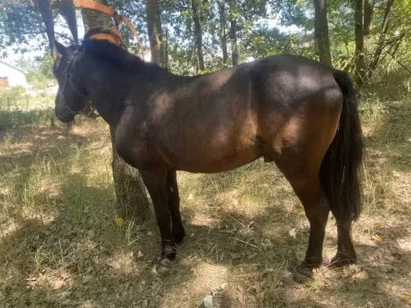 雄馬, Indian half-bred