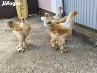 Brahma — Foto 3