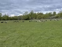 Ovca, Edilbay sheep — fotografija 5