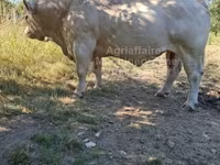 Bulle, Charolais cattle — Foto 1