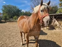 母马, Horses — 照片 1