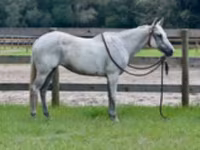 Kobila, Quarter Horse — fotografija 2