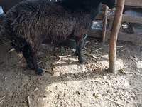 Ram, Karakul sheep — photo 2