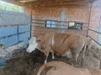 雌牛, French Simmental cattle — 写真 1