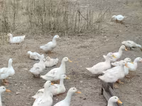 Nemački pekin — fotografija 1