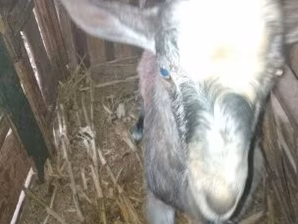 公山羊, Goats