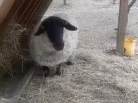 Baran, White Suffolk sheep — zdjęcie 5