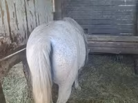 公马, Horses — 照片 4