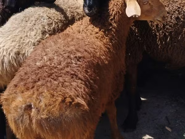 كبش, الأغنام