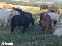 Ovca, Racka sheep — fotografija 1