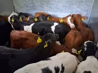 Buqa, Simmental cattle — 2-rasm
