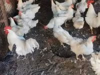 Chickens — fotografija 2