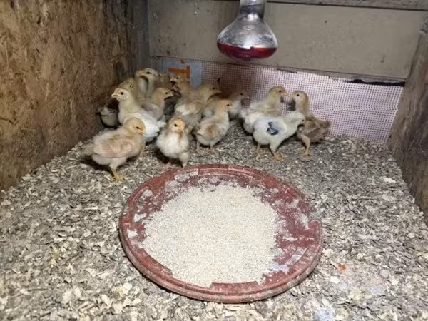 Chickens