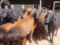 Ovan, Hissar sheep — fotografija 4