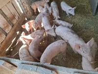Porcs (lot, sexe non indiqué), Porcs — photo 3