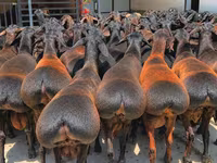 Ovan, Baerchuke sheep — fotografija 1