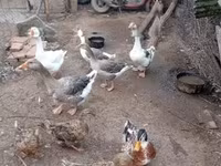 Ducks — fotografija 3