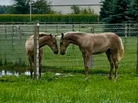 Pastuv, Rocky Mountain Horse — fotografija 3