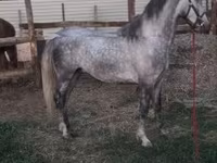 घोड़ा, Lipizzaner — फ़ोटो 6
